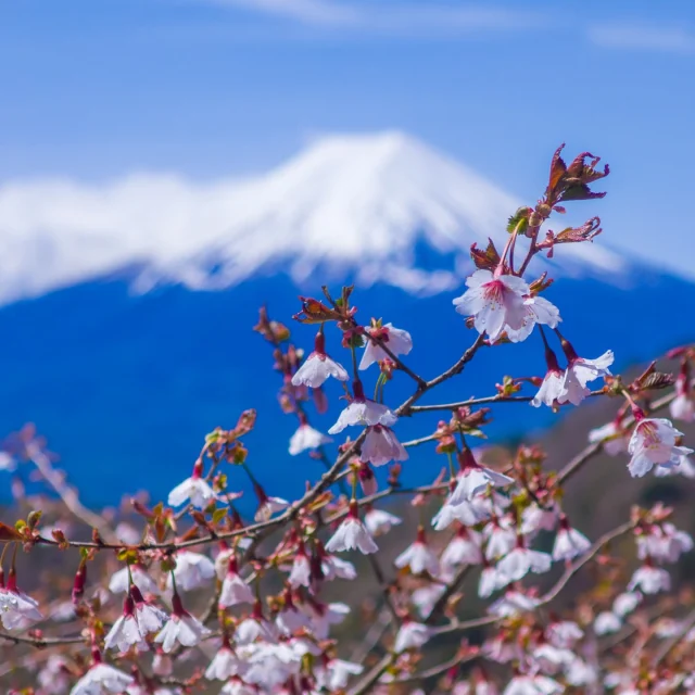 奥秩父】山頂からの絶景が素晴らしい岩の山「瑞牆山」へ